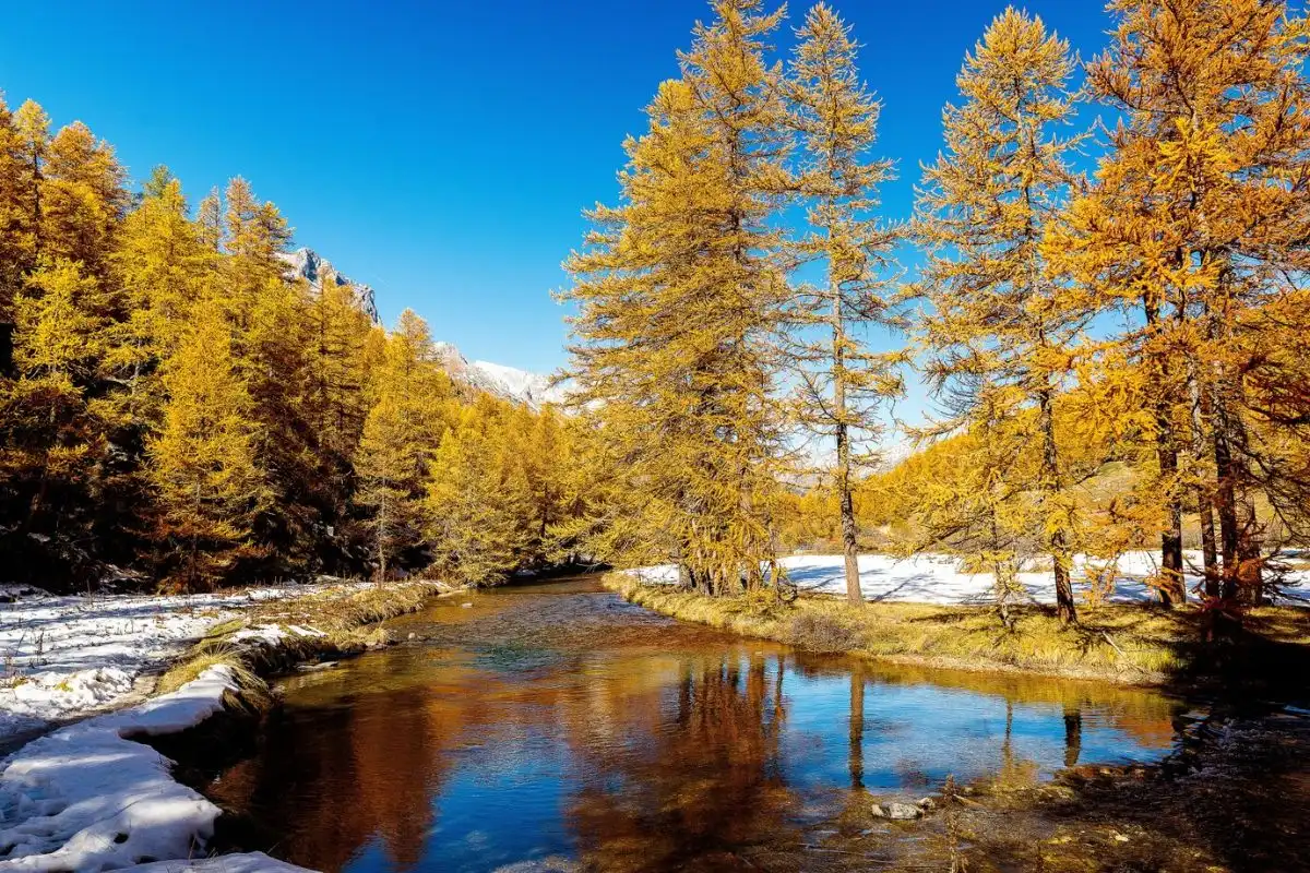 Lapland’s forested landscapes blanketed in fall colors with reindeer grazing, a unique Europe fall destination.