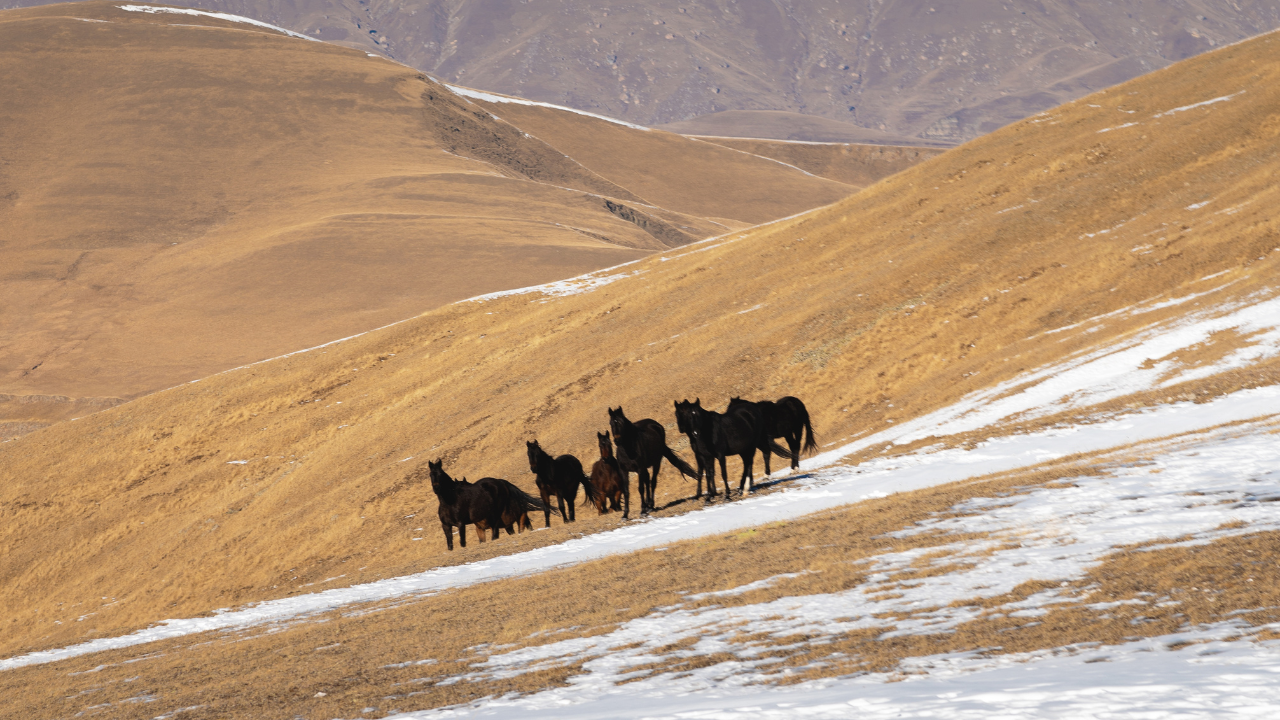 https:Embark on an unforgettable horseback riding adventure! Explore 10 amazing locations around the world, offering breathtaking scenery, diverse trails, and exciting experiences for riders of all levels