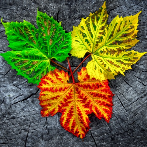 Seasonal Shift — Pollen on the Rise
