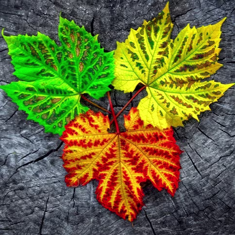 Seasonal Shift — Pollen on the Rise
