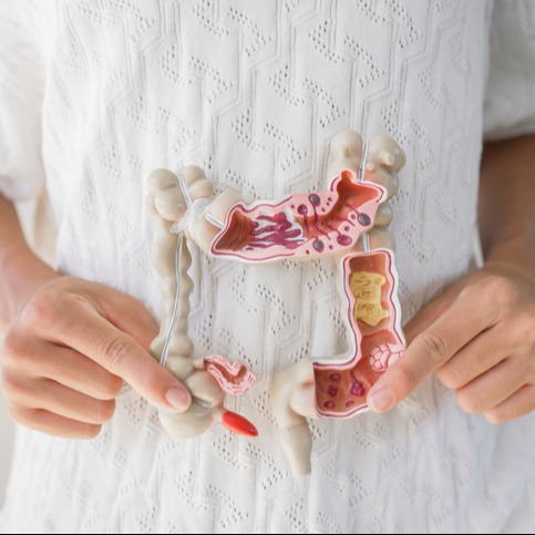 Healthy Gut Care — Intestine Model in Hands