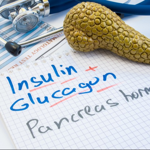 Pancreas Hormones: Insulin and Glucagon