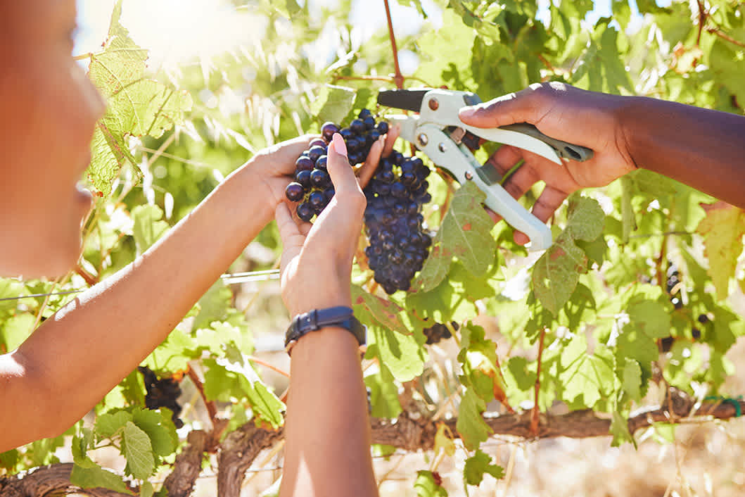 Natural winemakers often harvest their grapes by hand.