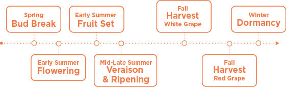 Lifecycle of a Grape