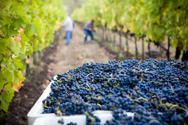 Grape Vineyard - How Much Sugar is in Wine?