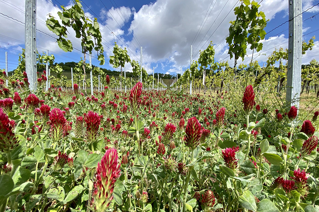 Cover crops balance nutrients, reduce erosion and improve water absorption in soil.