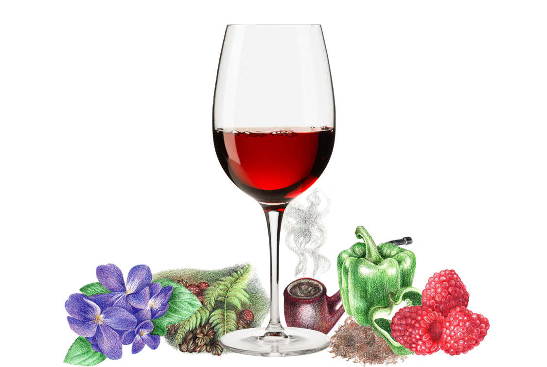 Typical flavors found in Cabernet Franc wines