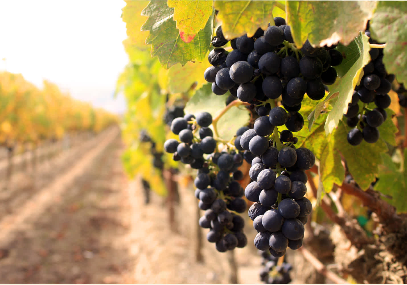 Black wine grapes on the vine