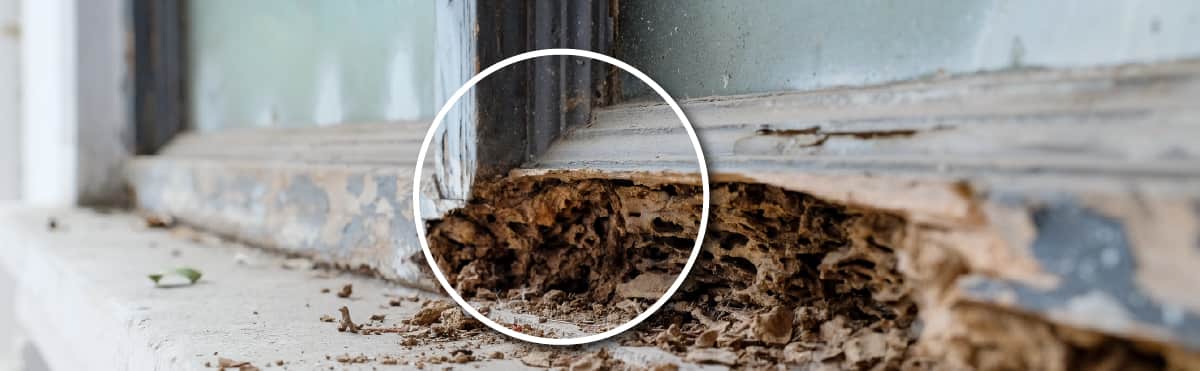 A termite-damaged window frame.