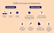 HealthMatch Why Do We Develop Lifelong Immunity To Some Diseases But 