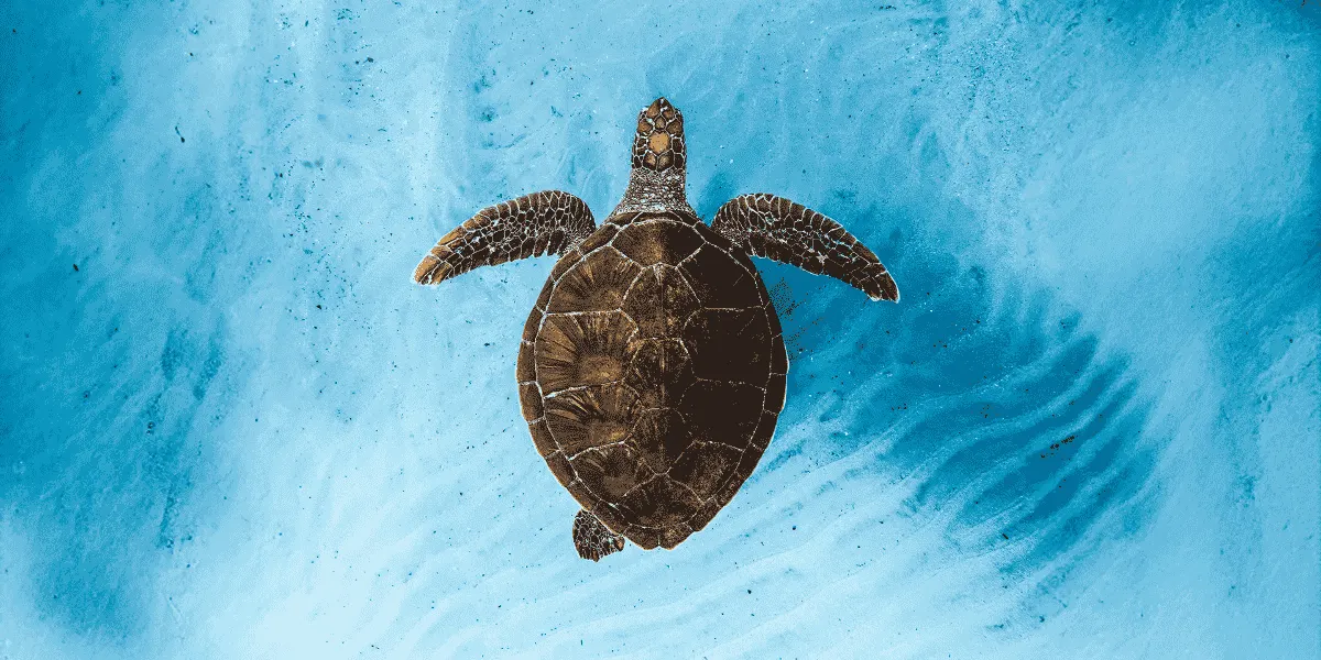Hero image for Ocean Film Festival World Tour