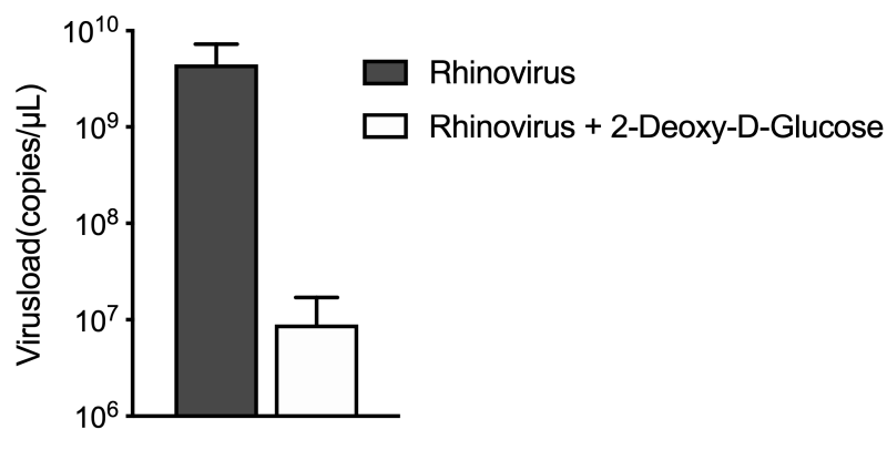 2-Deoxy-D-glucose inhibits rhinovirus replication. Cells (HeLa Ohio) were infected with Rhinovirus B14 and treated with either placebo or 2-Deoxy-D-glucose. Viral RNA was quantified after 7h by qPCR (excerpt from Gualdoni et al. 2018)