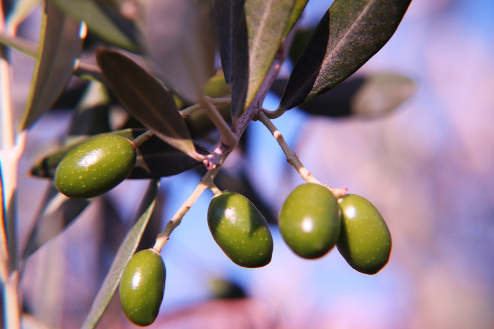 Benefits of Olive Oils