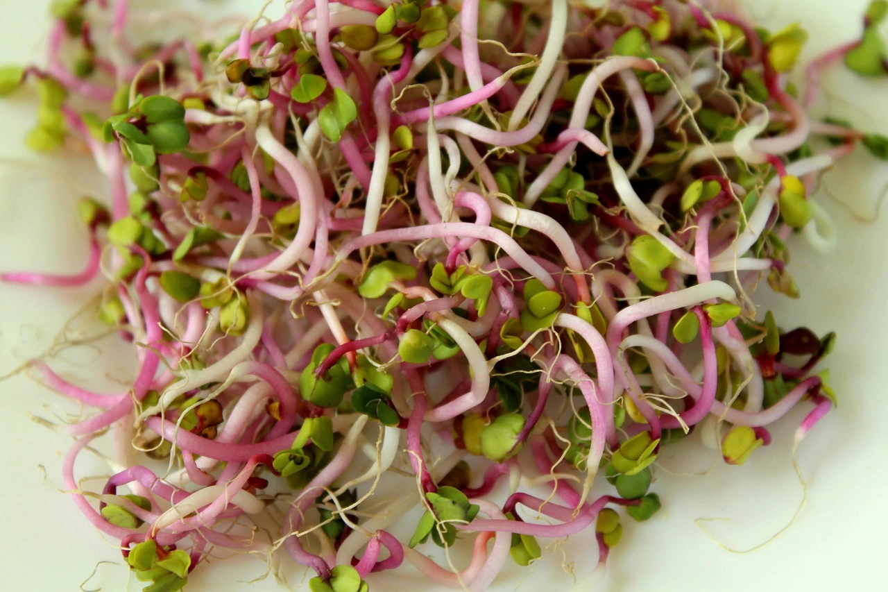 Do Sprouts Have More Protein Than Chicken And Its Benefits