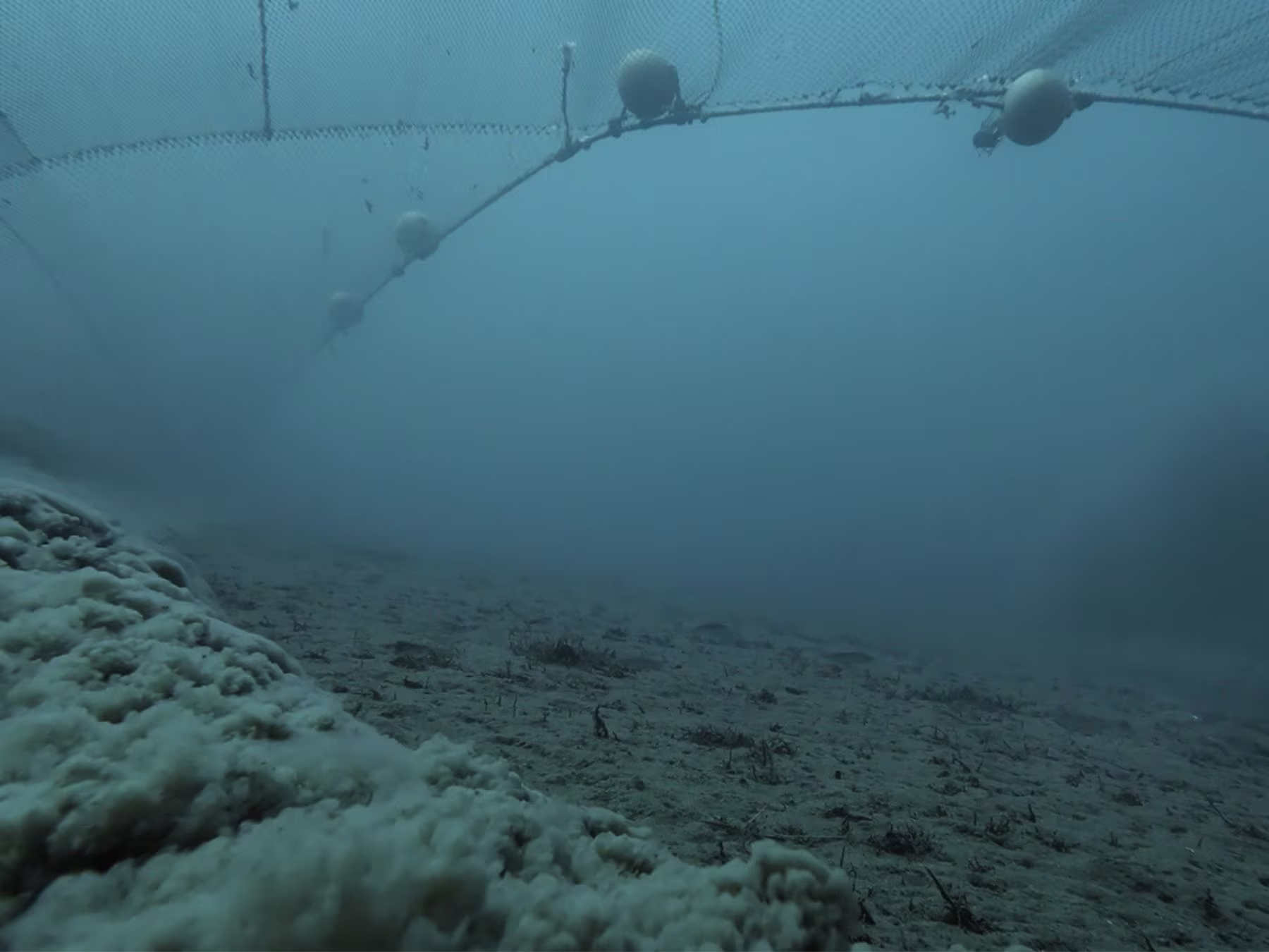 Ocean in Concert: Foto von Unterwasserwelt von David Attenborough