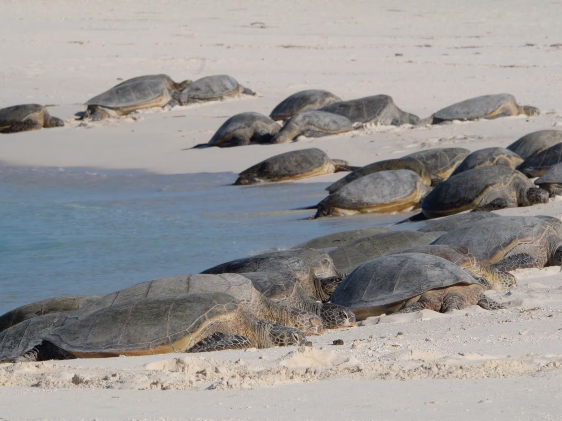 Ocean in Concert: Foto von Schildkröten von David Attenborough