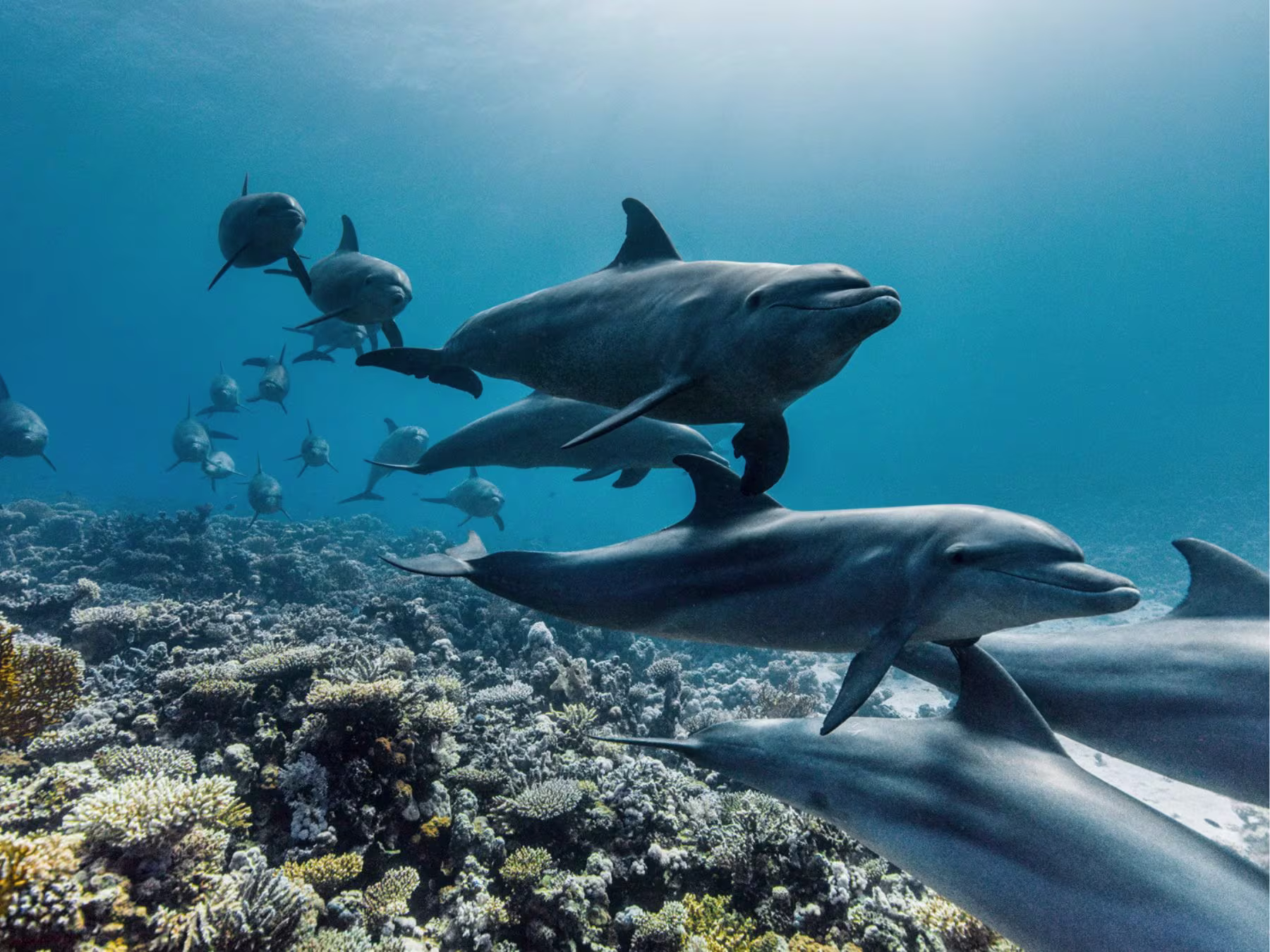Ocean in Concert: Foto von Unterwasserwelt von David Attenborough