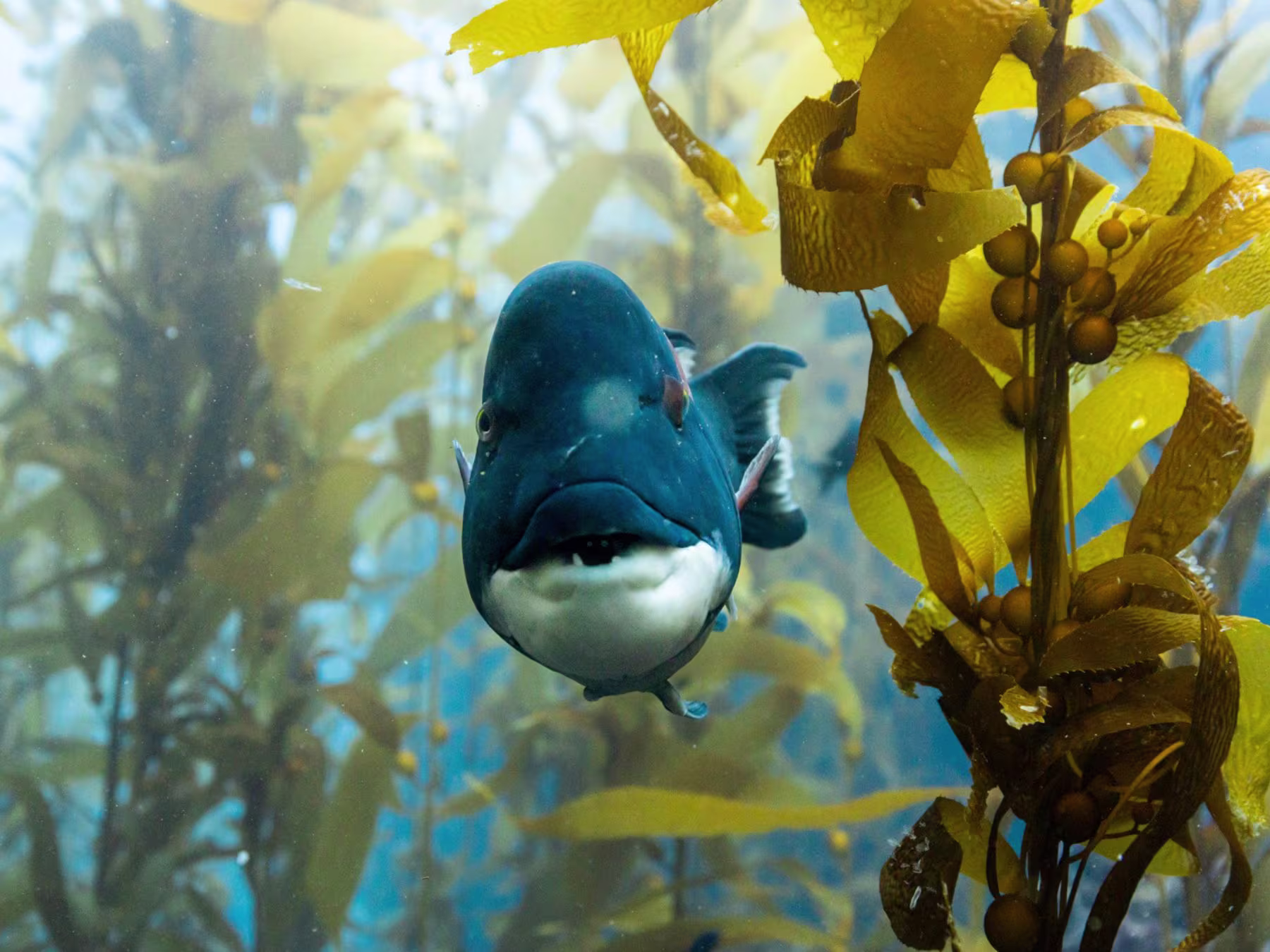 Ocean in Concert: Foto von Unterwasserwelt von David Attenborough
