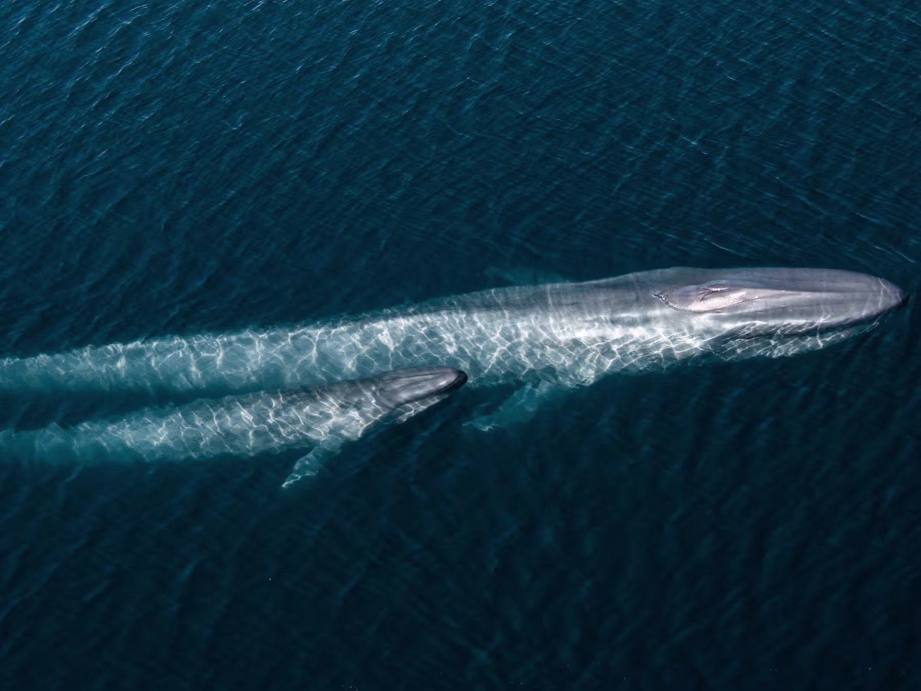 Ocean in Concert: Foto von Unterwasserwelt von David Attenborough