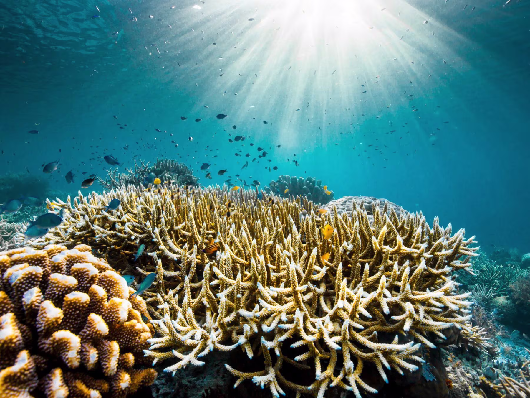 Ocean in Concert: Foto von Unterwasserwelt von David Attenborough