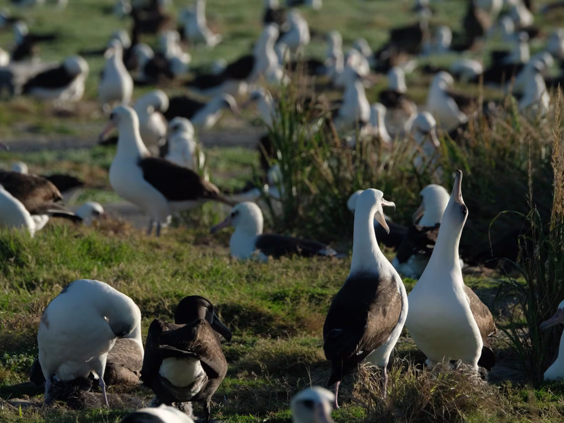 Ocean in Concert: Foto von Vögel von David Attenborough