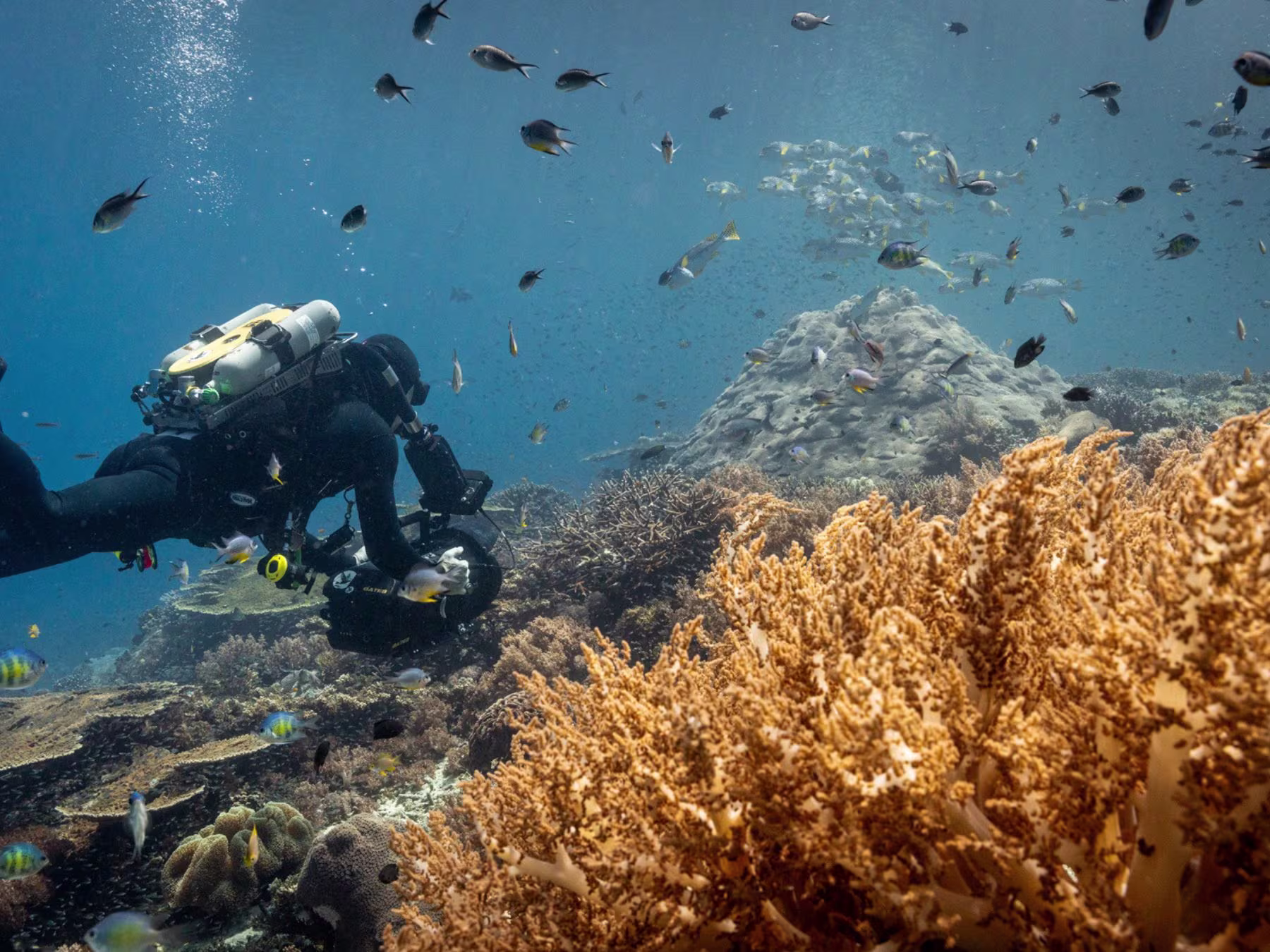 Ocean in Concert: Foto von Unterwasserwelt von David Attenborough