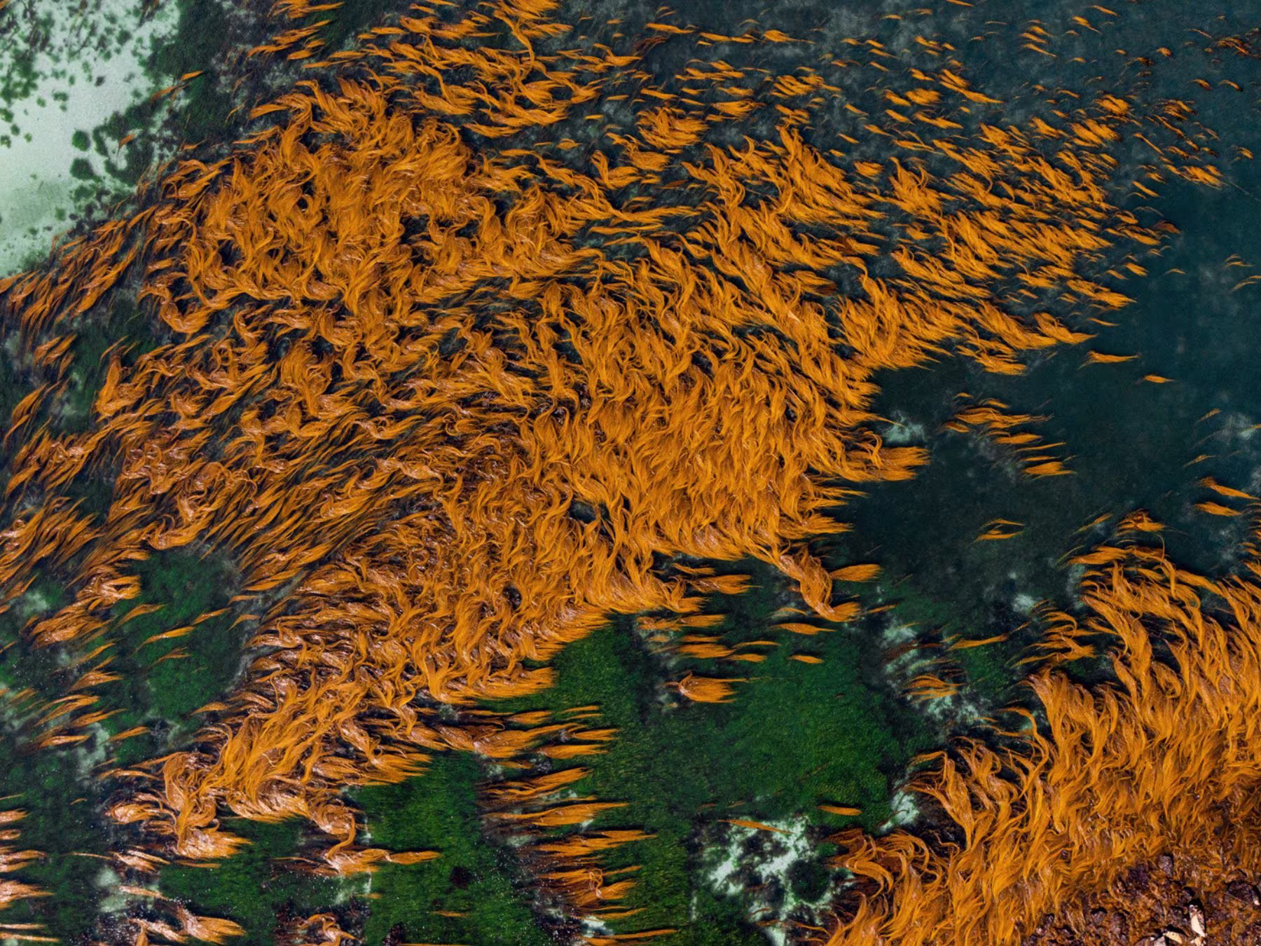 Ocean in Concert: Foto von Unterwasserwelt von David Attenborough