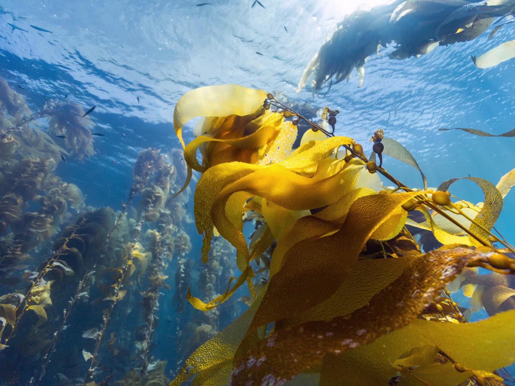 Ocean in Concert: Foto von Unterwasserwelt von David Attenborough