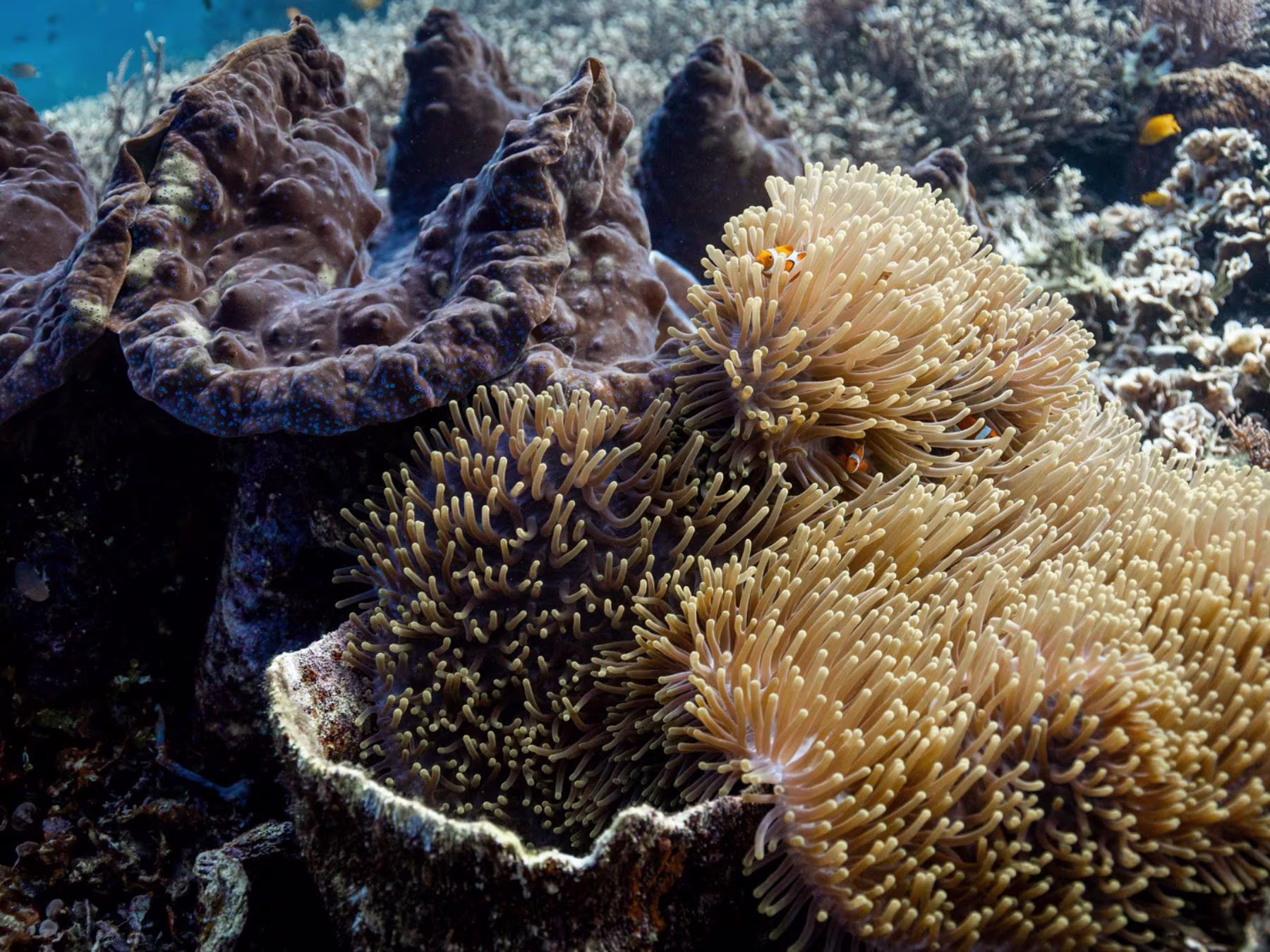 Ocean in Concert: Foto von Unterwasserwelt von David Attenborough
