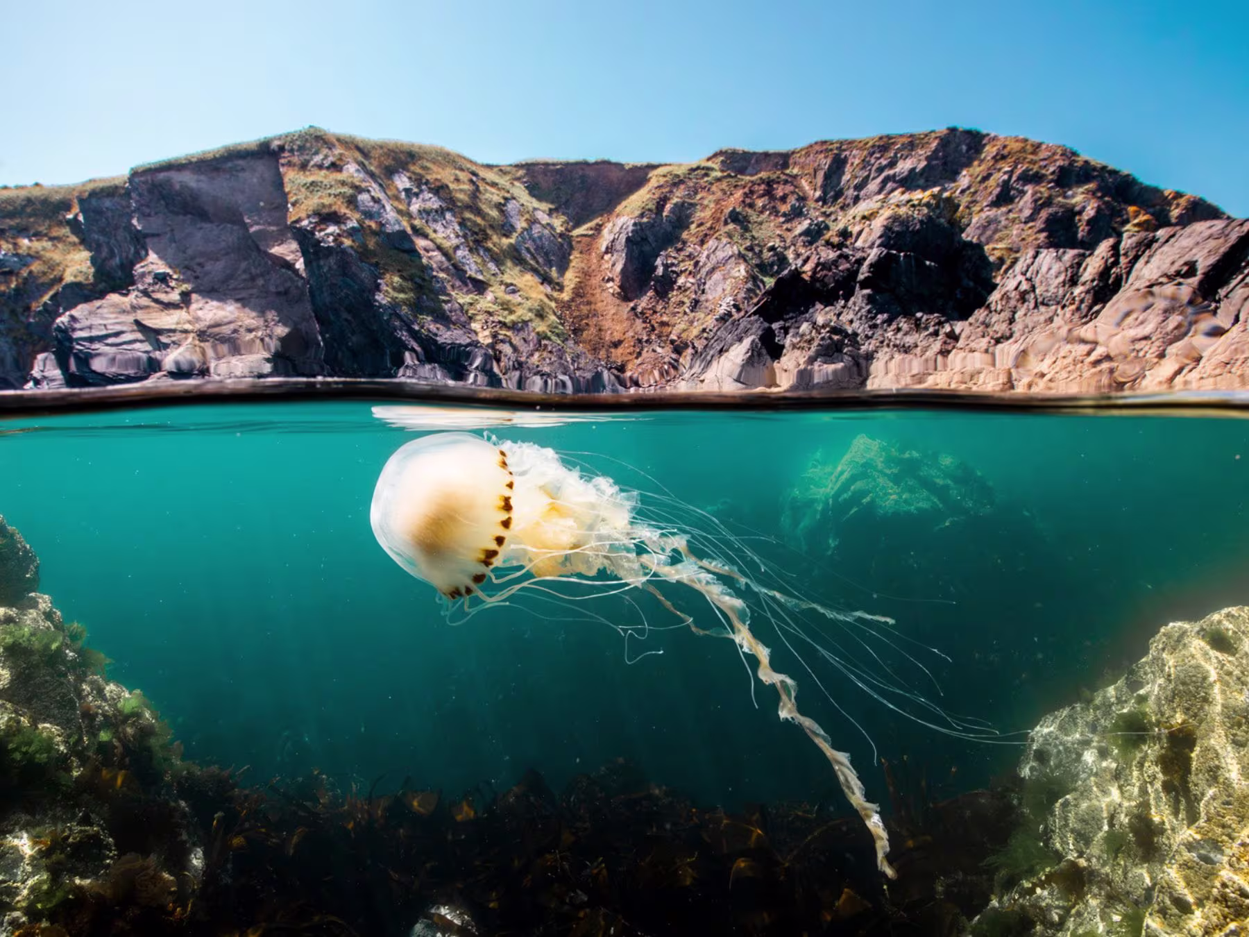Ocean in Concert: Foto von Unterwasserwelt von David Attenborough