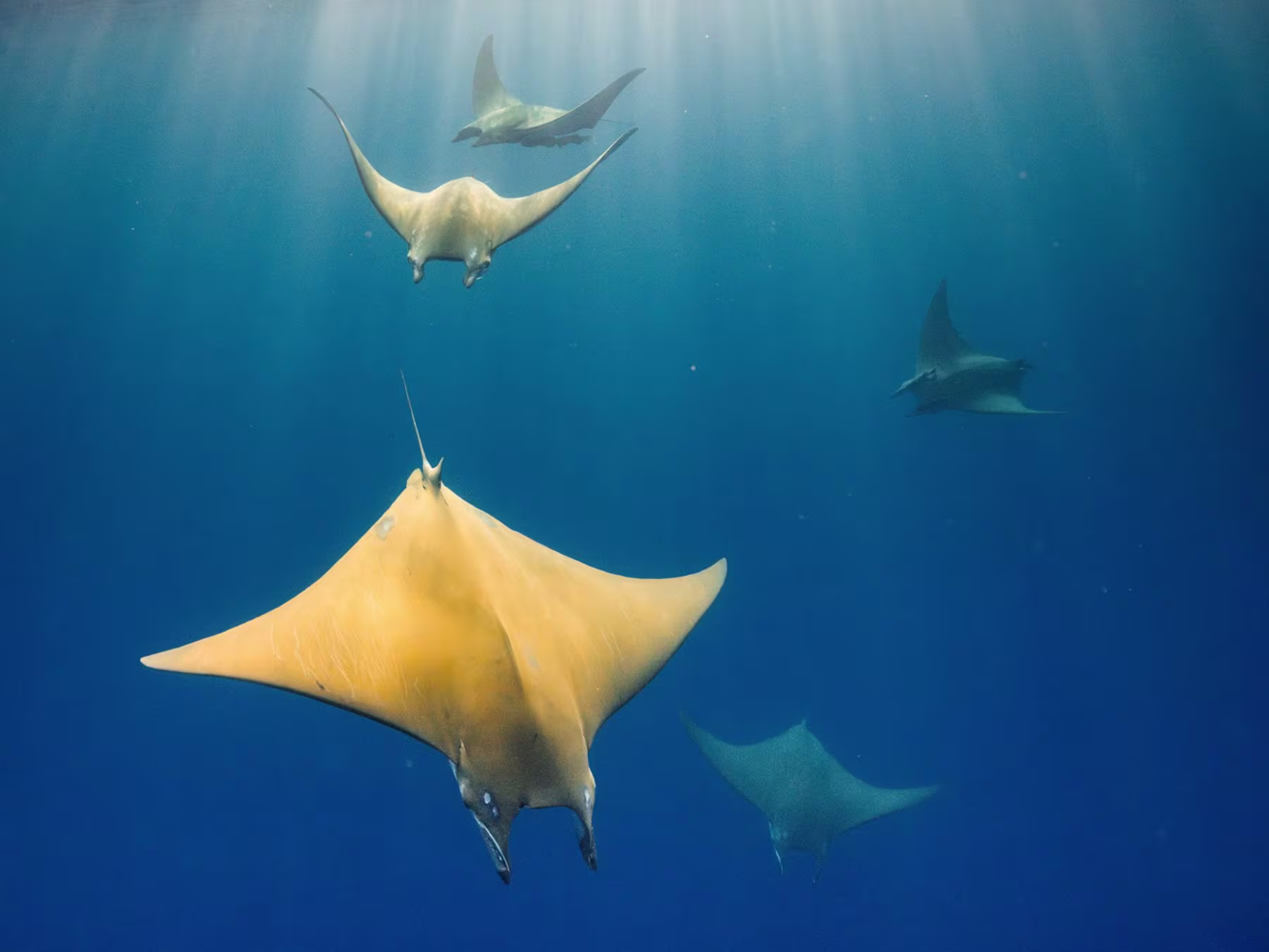 Ocean in Concert: Foto von Unterwasserwelt von David Attenborough