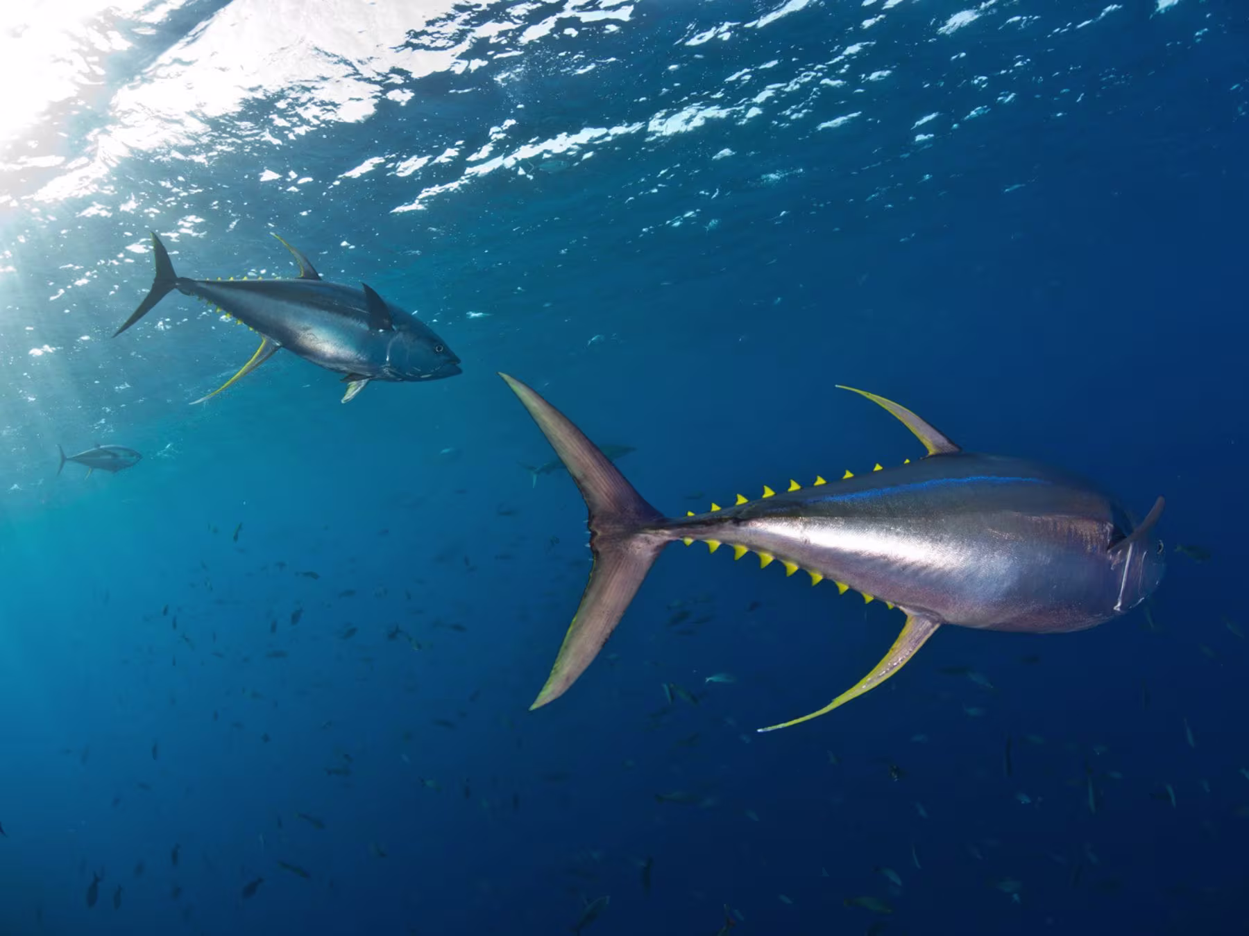 Ocean in Concert: Foto von Unterwasserwelt von David Attenborough