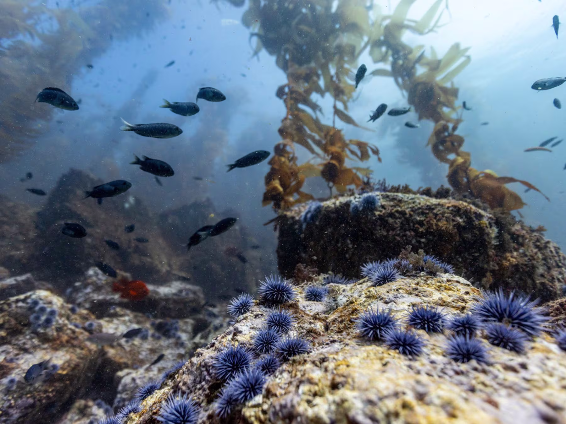 Ocean in Concert: Foto von Unterwasserwelt von David Attenborough