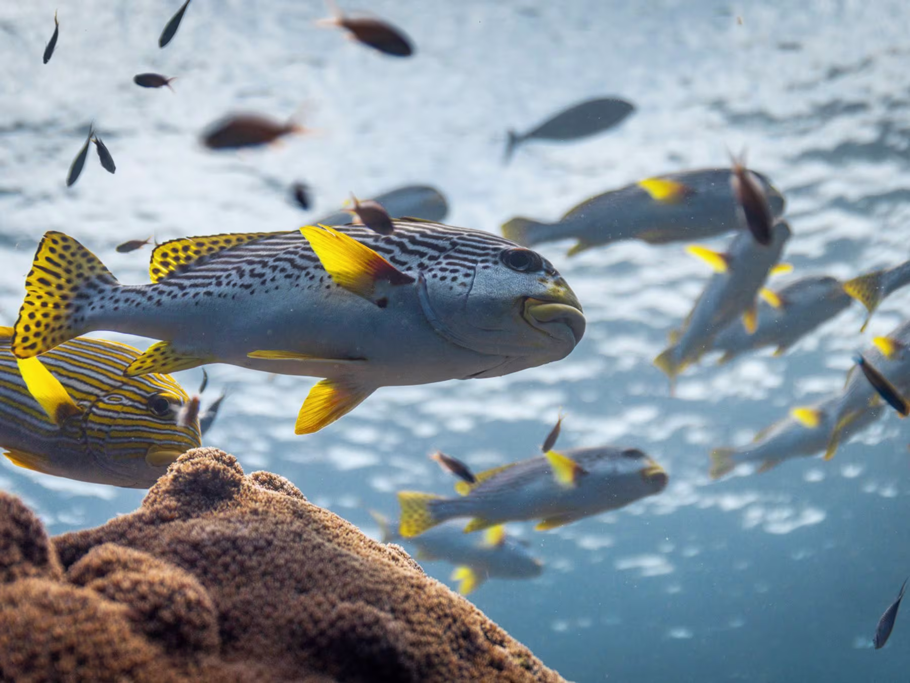 Ocean in Concert: Foto von Unterwasserwelt von David Attenborough