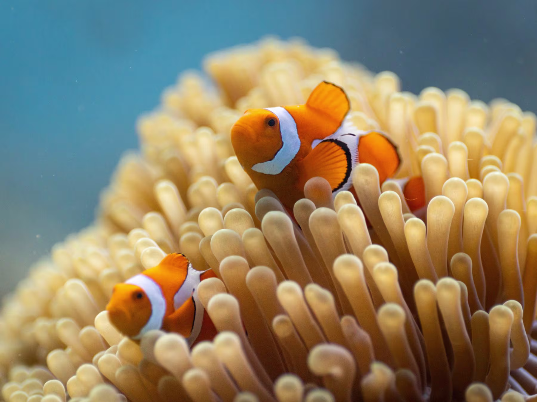 Ocean in Concert: Foto von Unterwasserwelt von David Attenborough