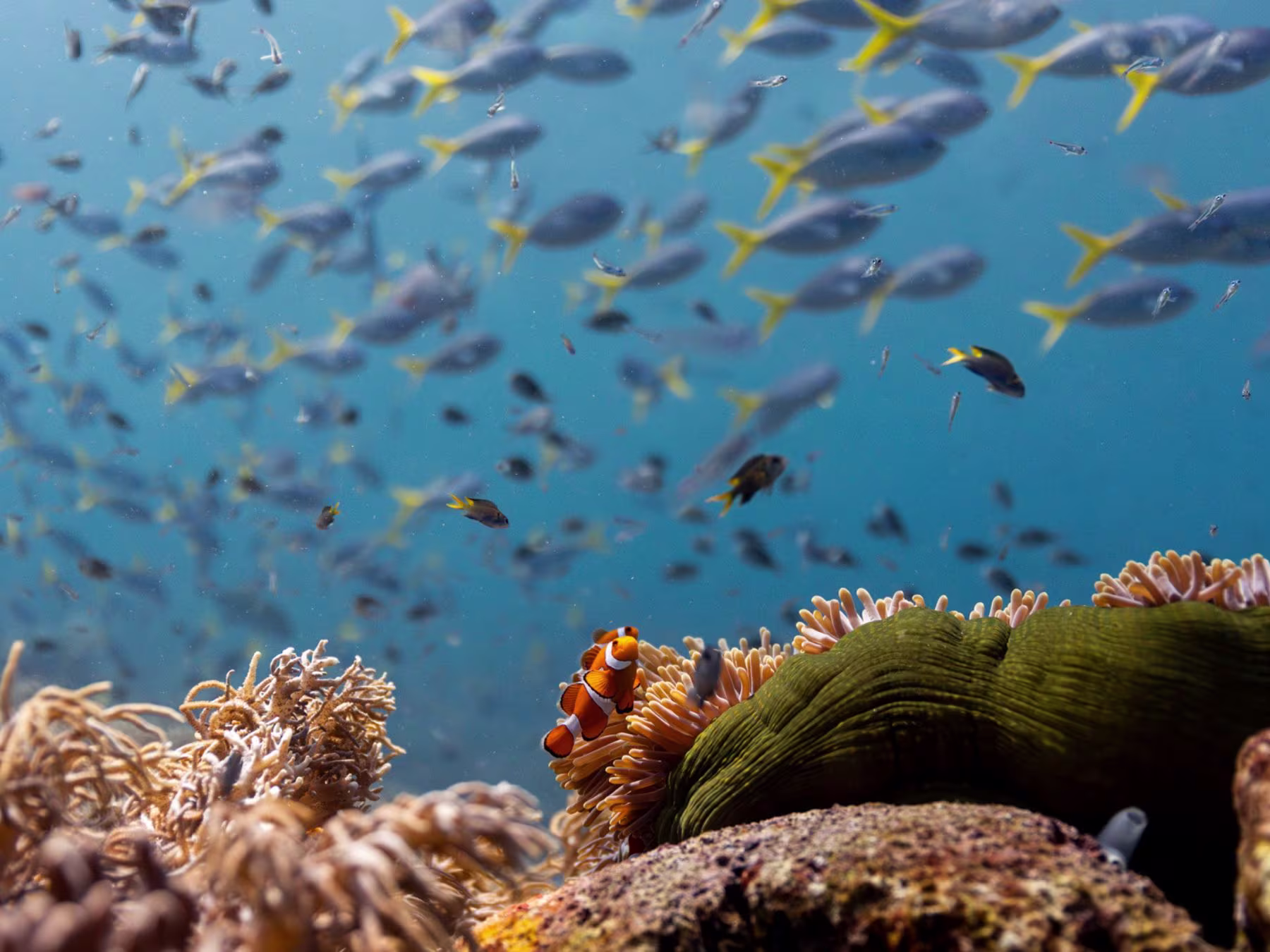Ocean in Concert: Foto von Unterwasserwelt von David Attenborough