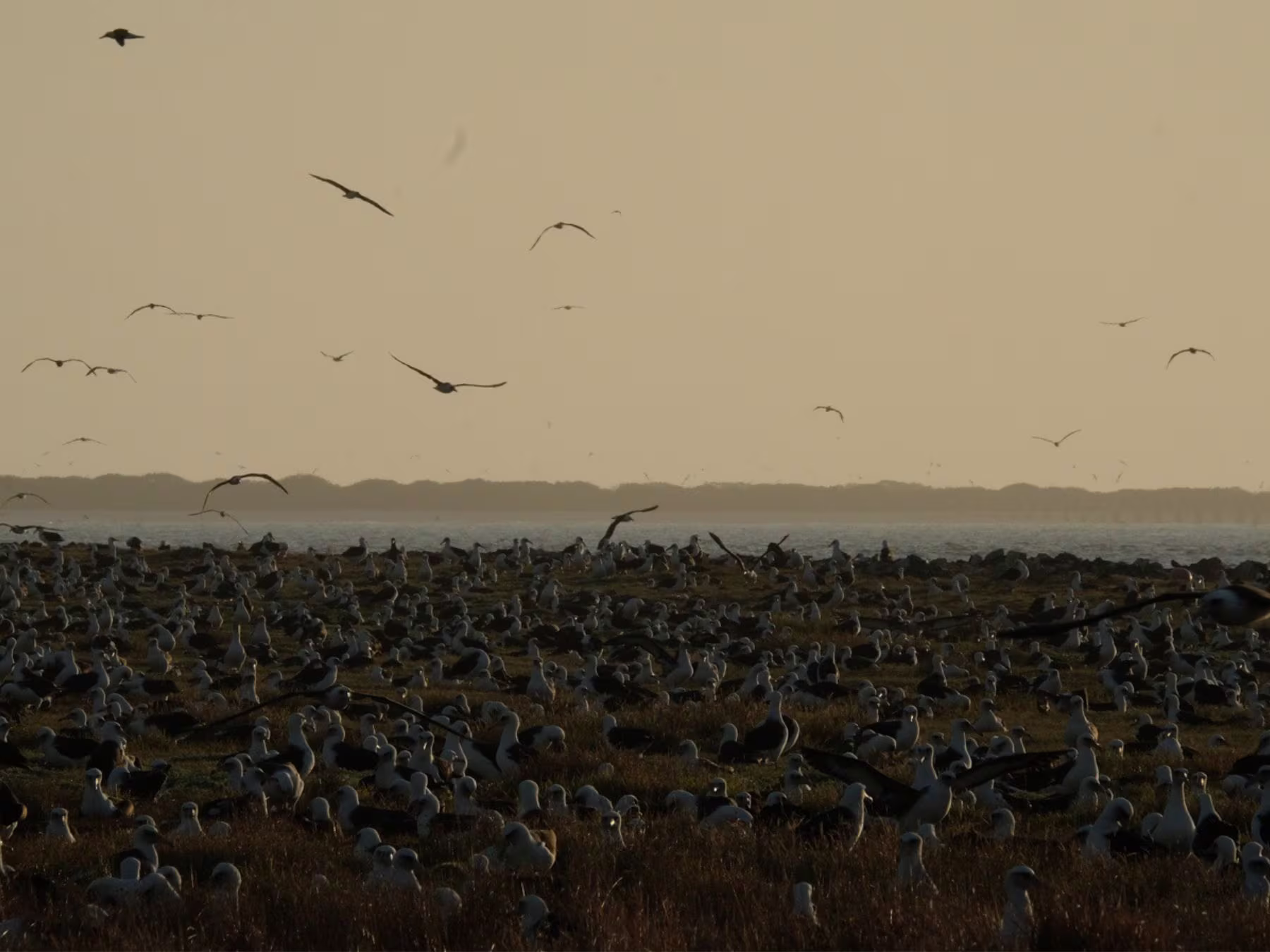 Ocean in Concert: Foto von Vögeln von David Attenborough