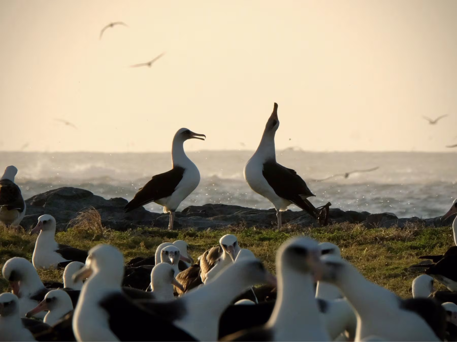 Ocean in Concert: Foto von Vögel von David Attenborough