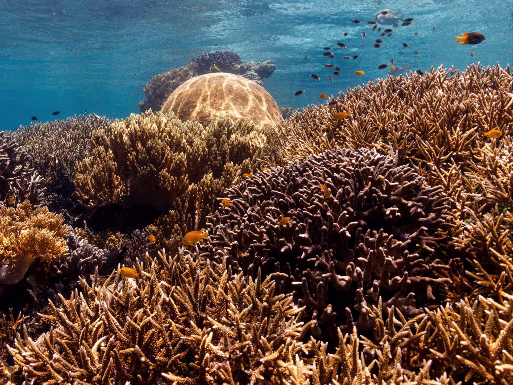 Ocean in Concert: Foto von Unterwasserwelt von David Attenborough
