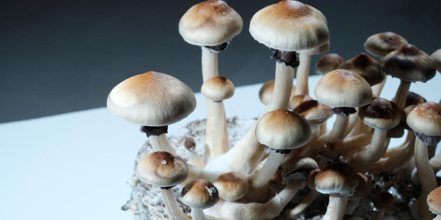 雌激素水平可能決定大腦對啟靈藥的反應，新動物研究指出
