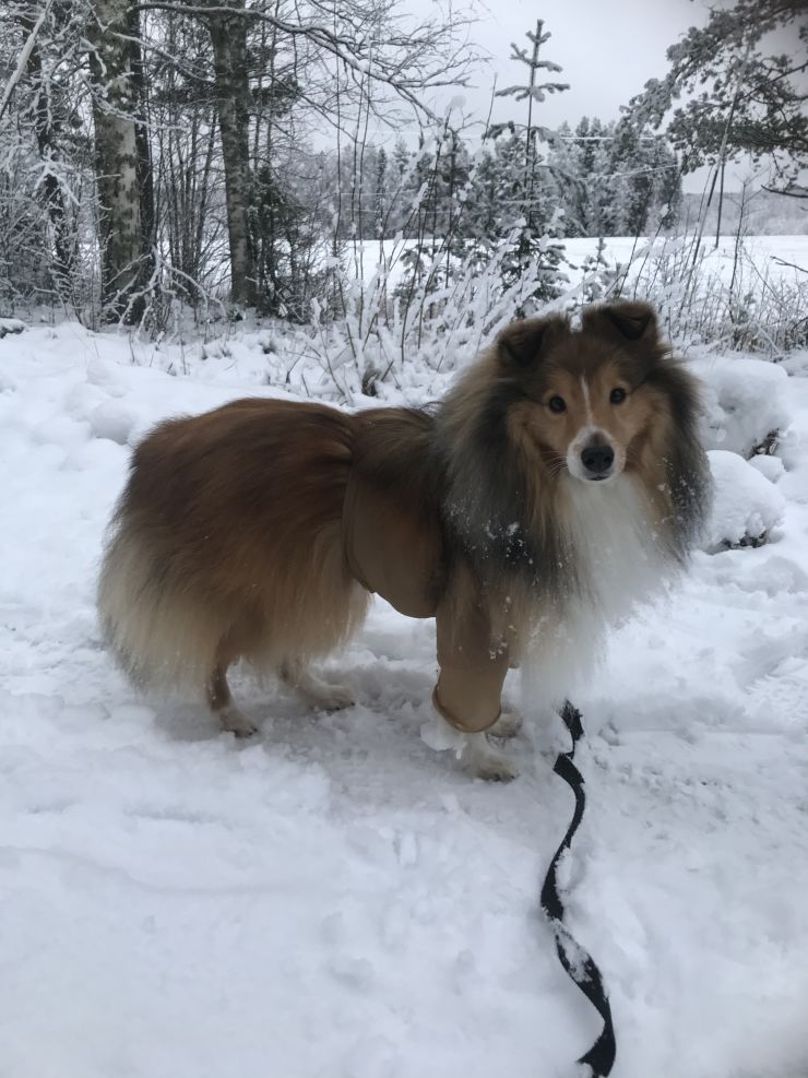 Sukkahousuilla hyvästit lenkillä lumiukoksi muuttuvalle koiralle