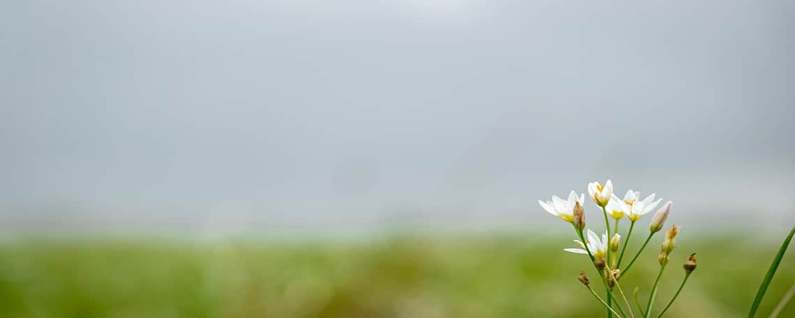 A small white flower blooming in a field of grass