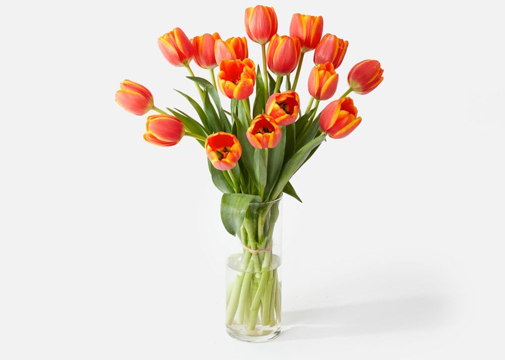a bouquet of tulips