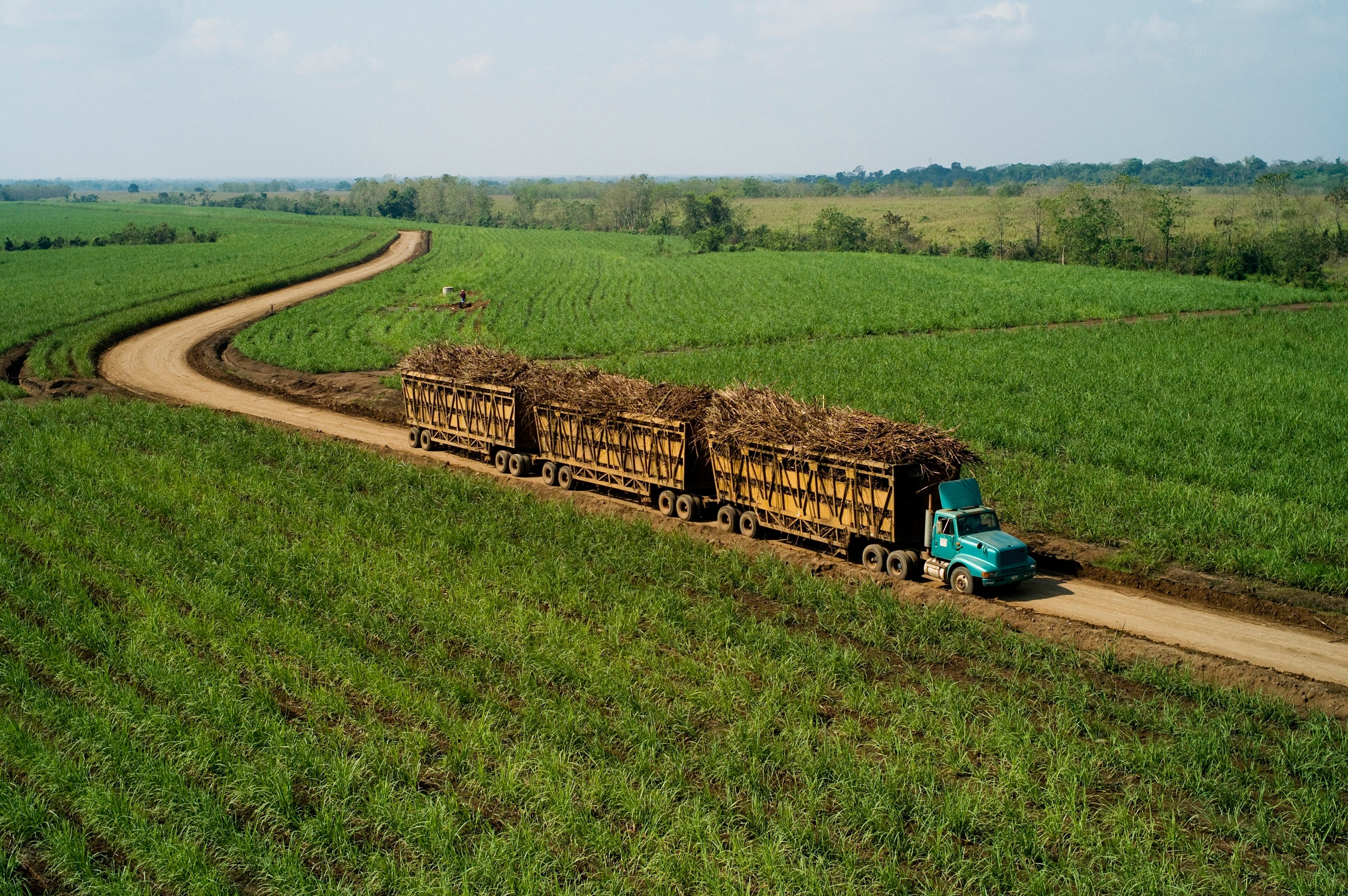 A truck loaded with sugarcane driving along a dirt road through expansive green fields.