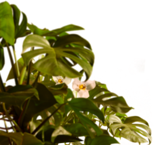 A close-up of large green leaves with distinct slits and holes, set against a bright white background, creating a vibrant and fresh atmosphere.