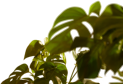 A close-up of large green leaves with distinct slits and holes, set against a bright white background, creating a vibrant and fresh atmosphere.