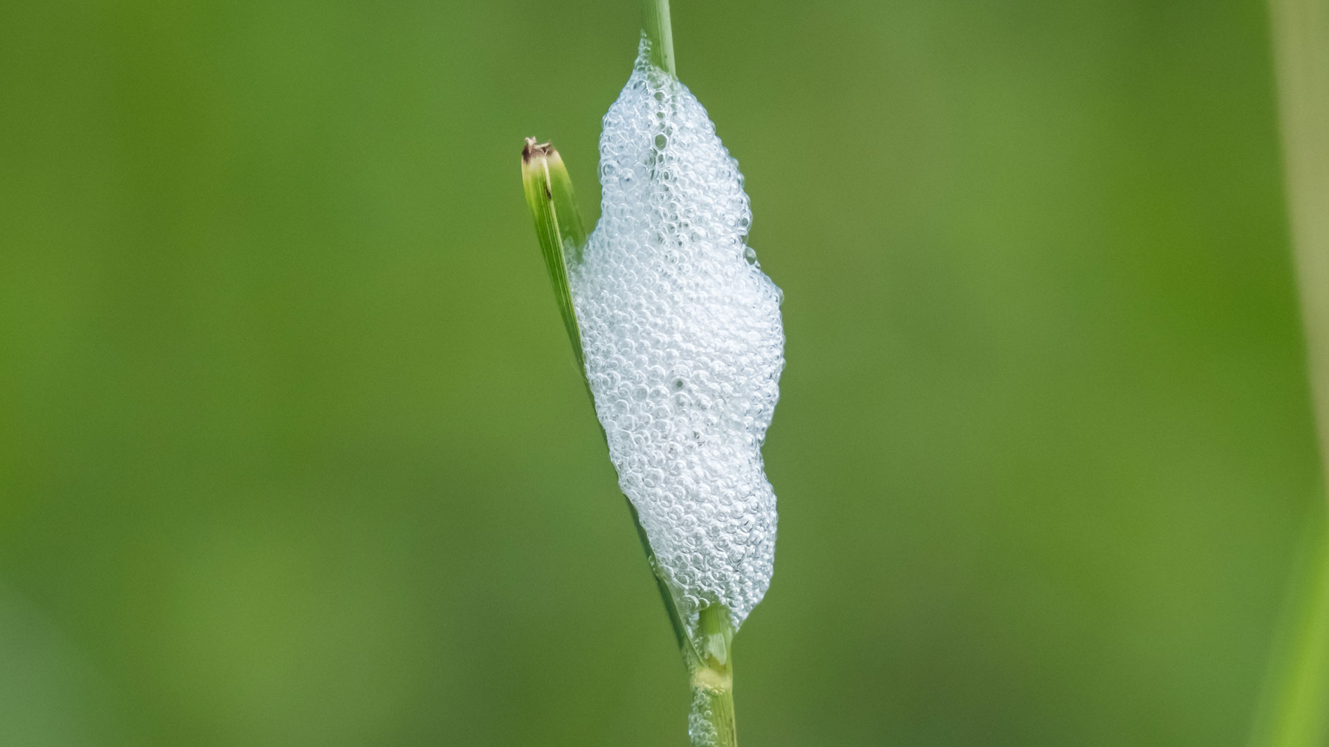 Warning Issued Over 'Harmful' Froth Spotted On Plants In UK Gardens TOTUM