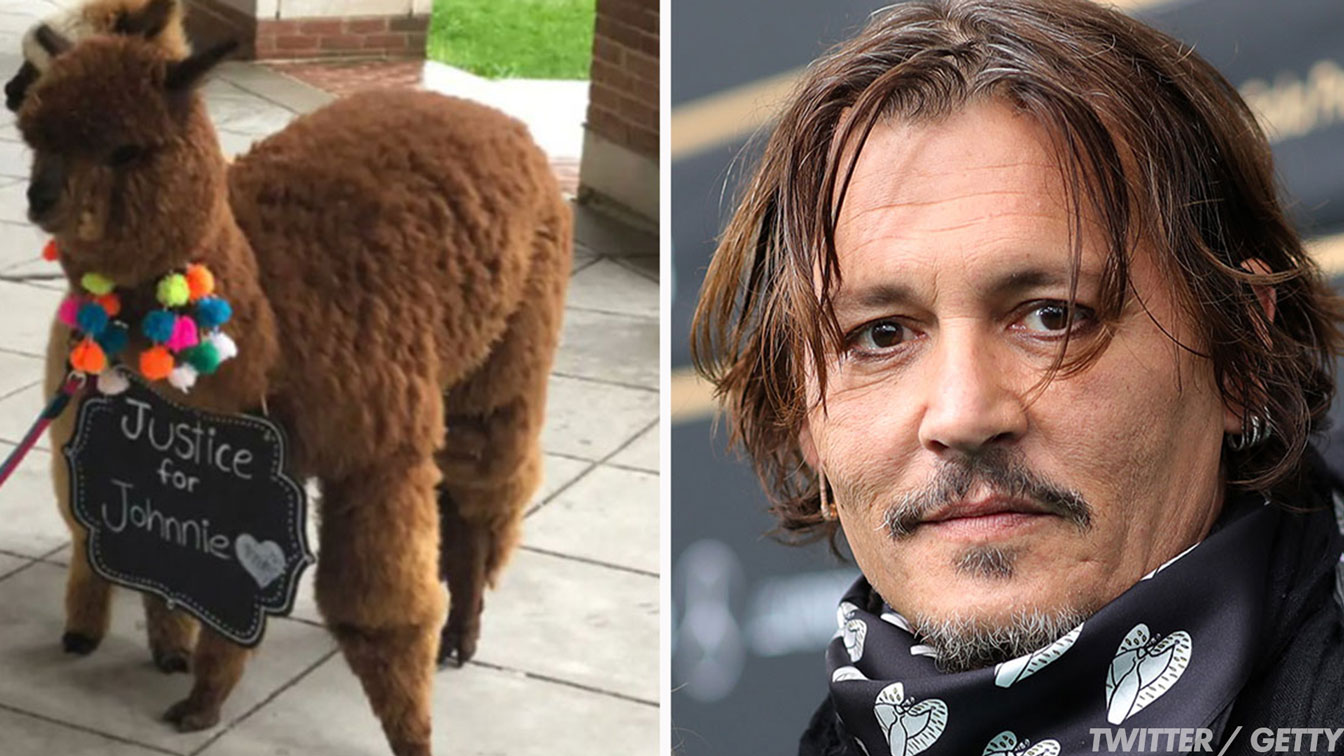 Johnny Depp Fan Brings Two Emotional Support Alpacas To Court To Help