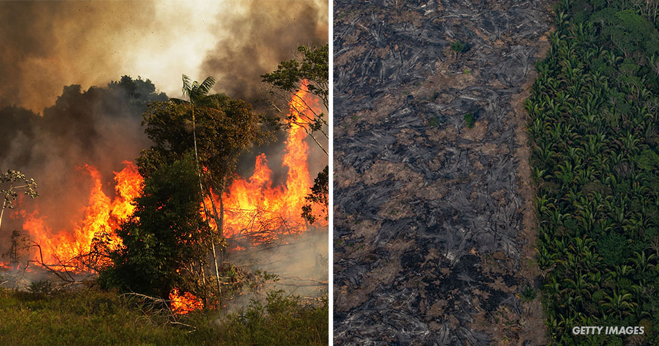 The Amazon Rainforest Is Now Emitting More CO2 Than It Absorbs | TOTUM