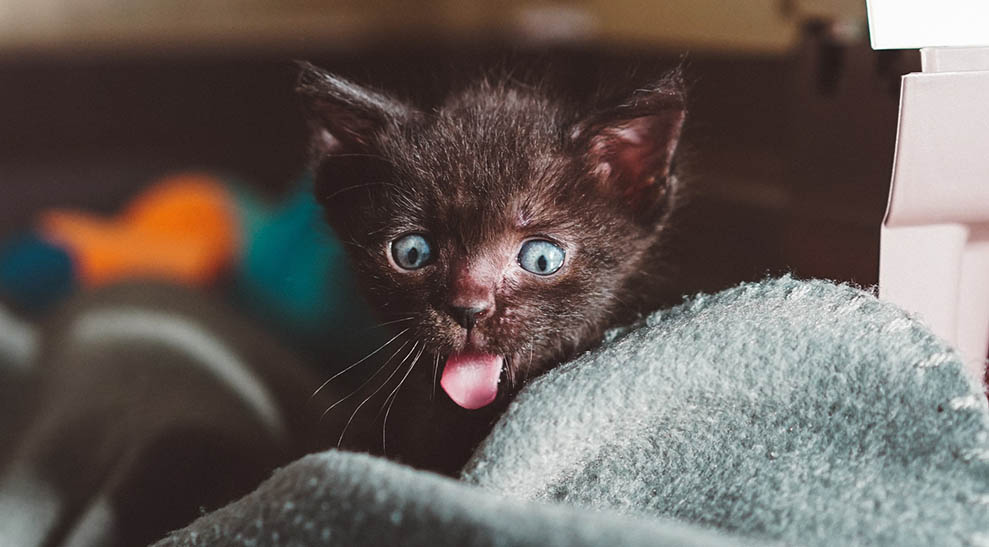 Cats Mirror Their Owners' Personality Traits, Study Finds TOTUM